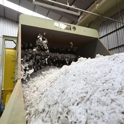 ginning material going to processing machine on conveyor belt